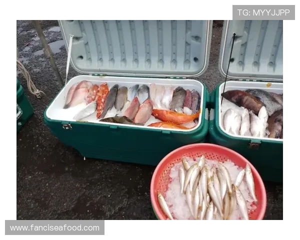 ku游九州体育全面解析：最新赛事资讯与玩法攻略全方位推荐